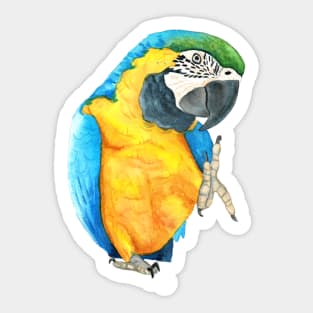 blue-and-gold macaw  ara ararauna parrot watercolor n.2 Sticker